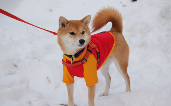 中国三人篮球男队稳中求进,中国三人篮球男篮