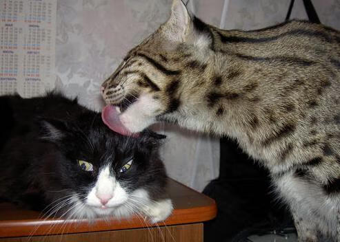 AYX GAMING-体育新闻中心发布赛事传播AI内容生成策略白皮书，体育新闻赛事报道标题大全