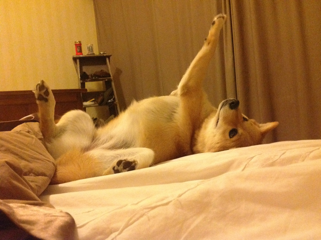 爱游戏官方网站-国际篮联高度评价中国男篮集训计划，中国男篮国家集训队