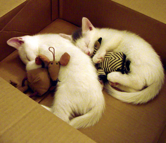 球员心理辅导资源缺乏专业人才