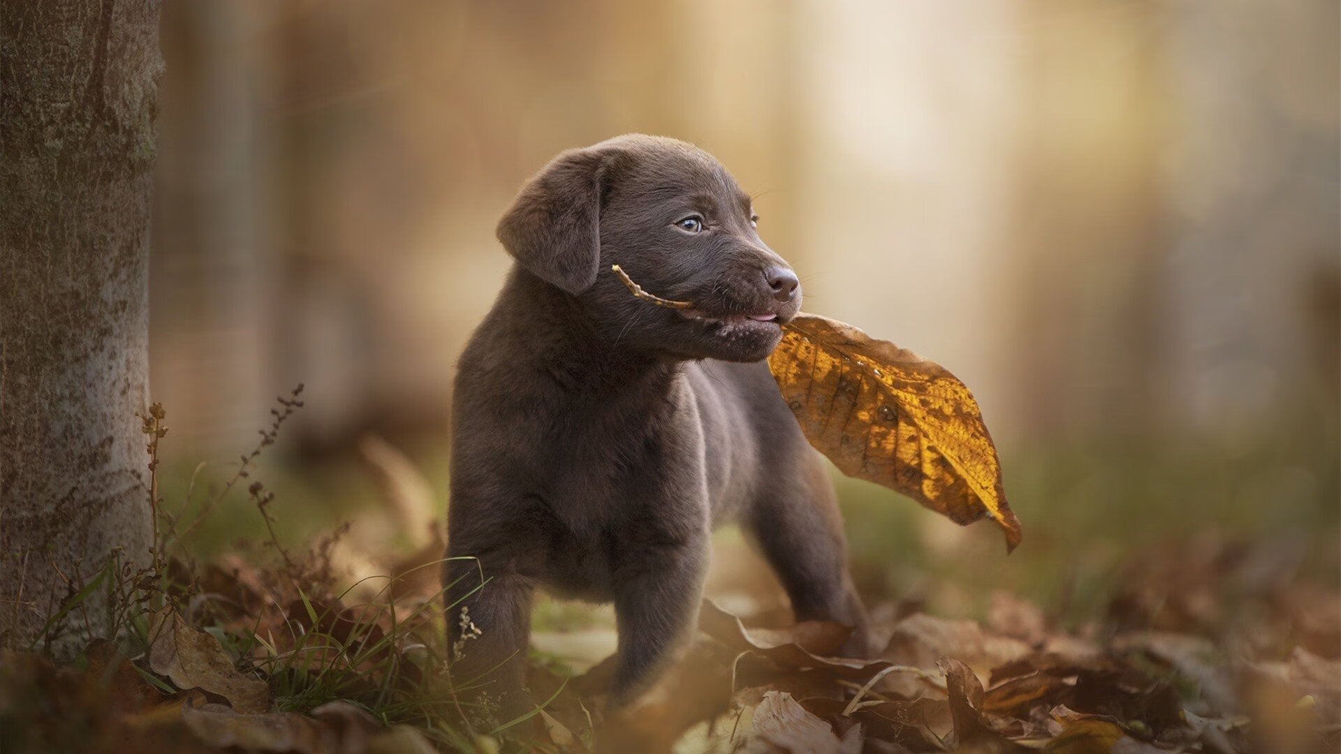 球员心理辅导资源缺乏专业人才
