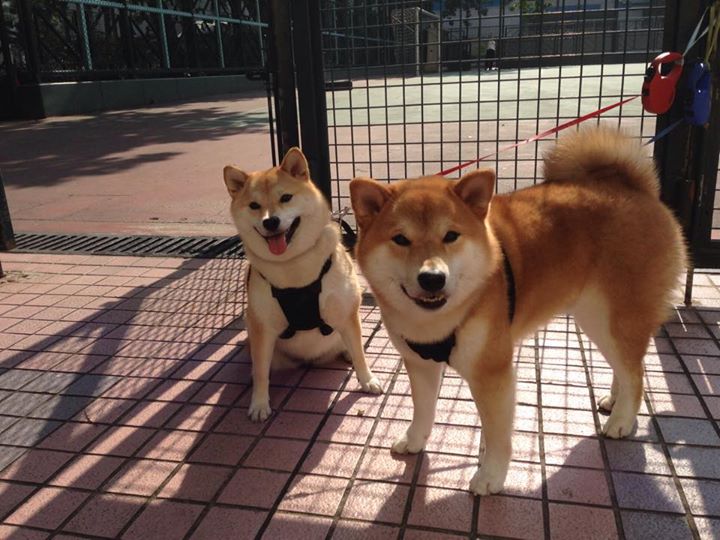 爱游戏中国官方登录入口网站-皇家贝蒂斯通过中路组织持续控球推进，皇家贝蒂斯对