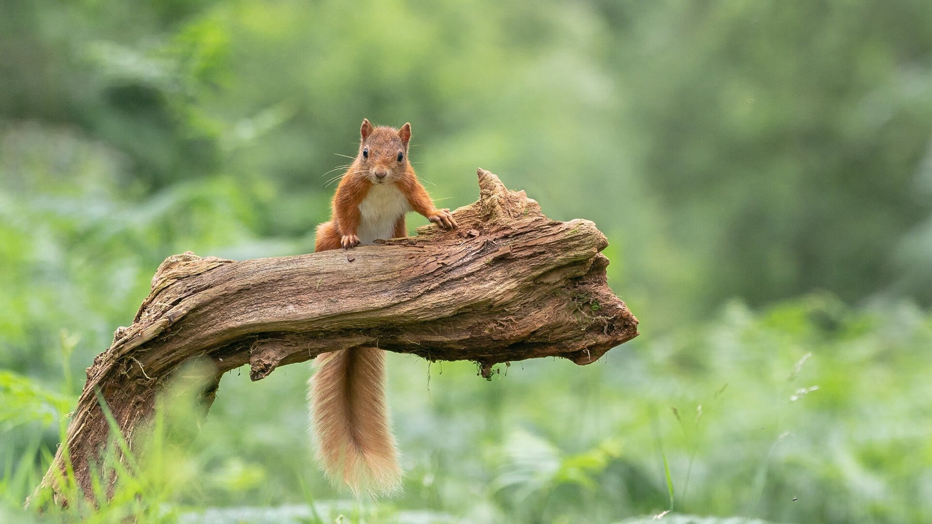 职业联赛内部调度权责划分模糊