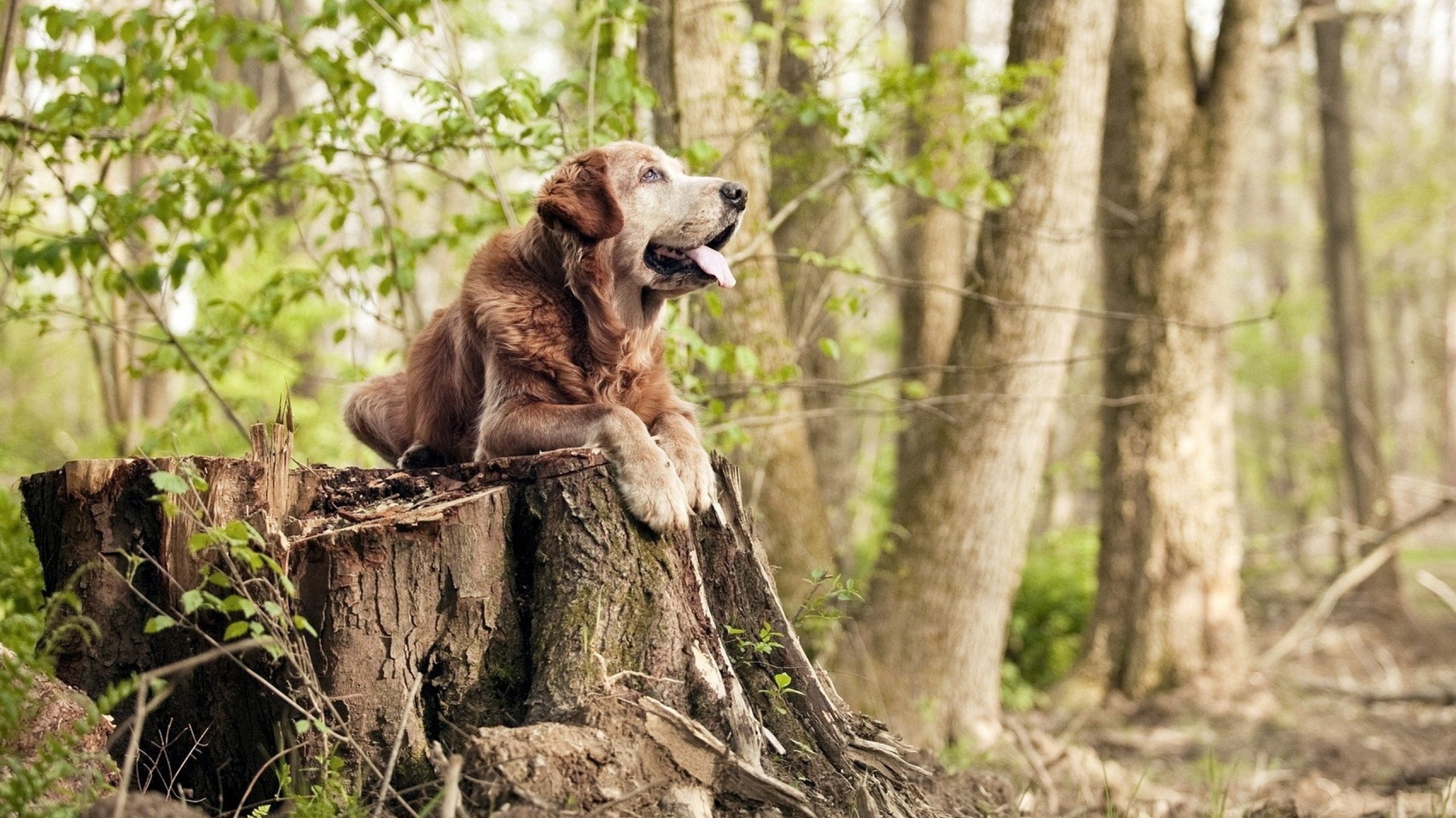 胜利巩固中游排名，继续保持良好势头。，巩固胜利是什么短语