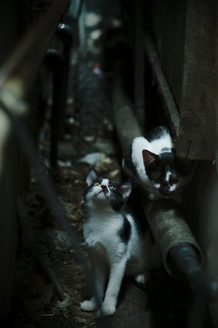 体育装备智能化技术应用持续扩大,智能体育使用的技术