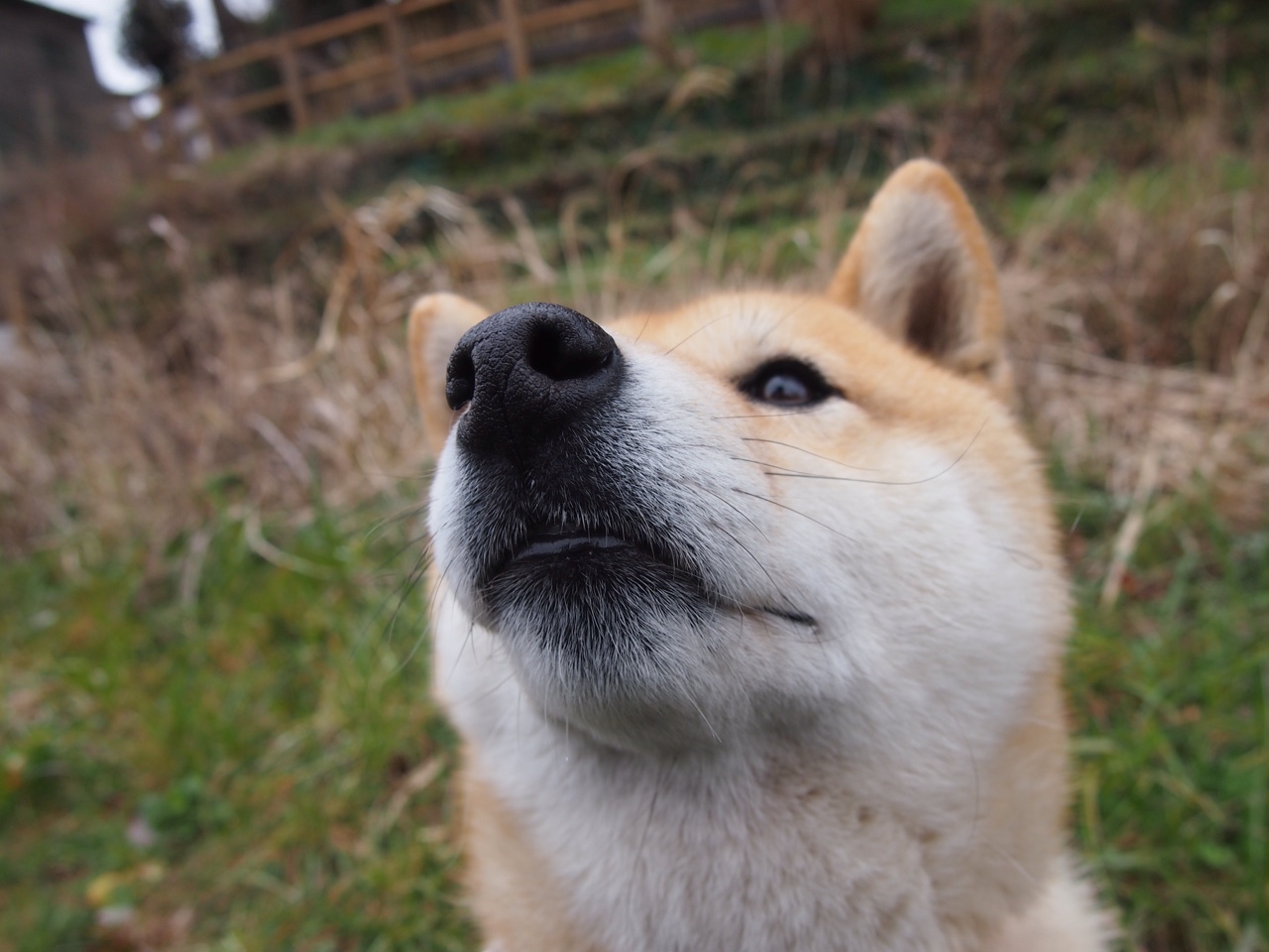 奥康纳的突破和传球帮助袋鼠队完成多次关键进攻,奥康纳什么意思