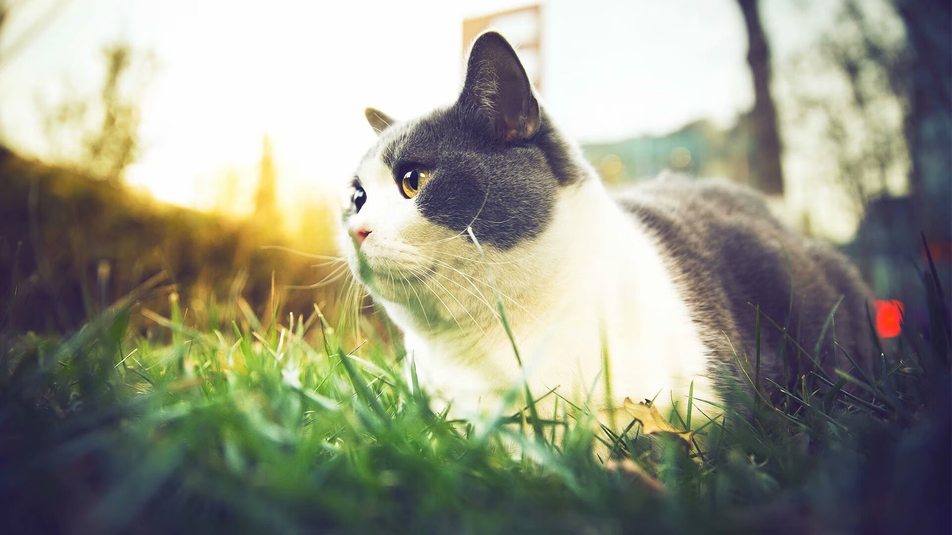 弗朗索瓦·斯图尔特:以全能球技稳定南非队的中场控制,弗朗索瓦丝半身像