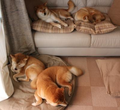 爱游戏官网-新闻中心报告全国运动人口统计调查结果，运动人数大统计