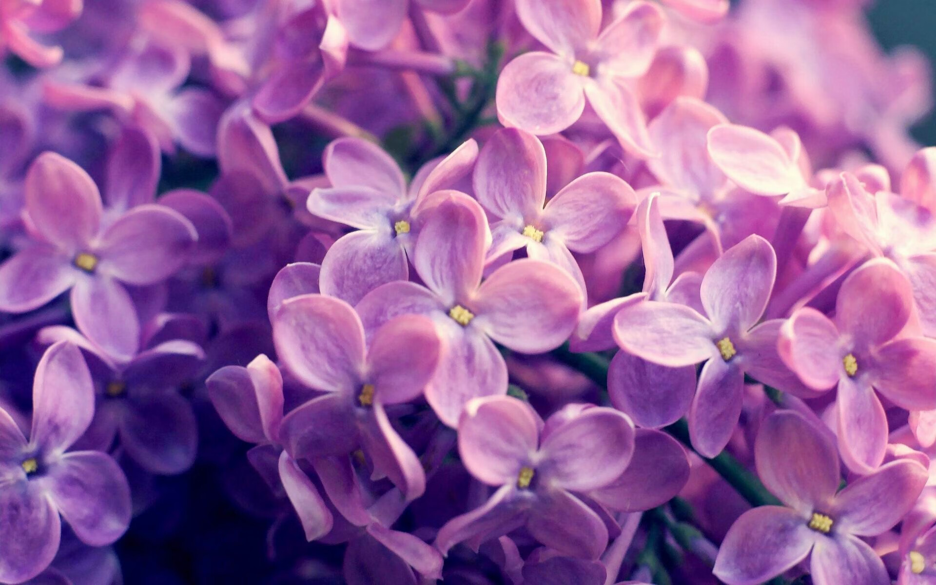 湖人主帅公开表扬詹姆斯领导能力,湖人队队员詹姆斯