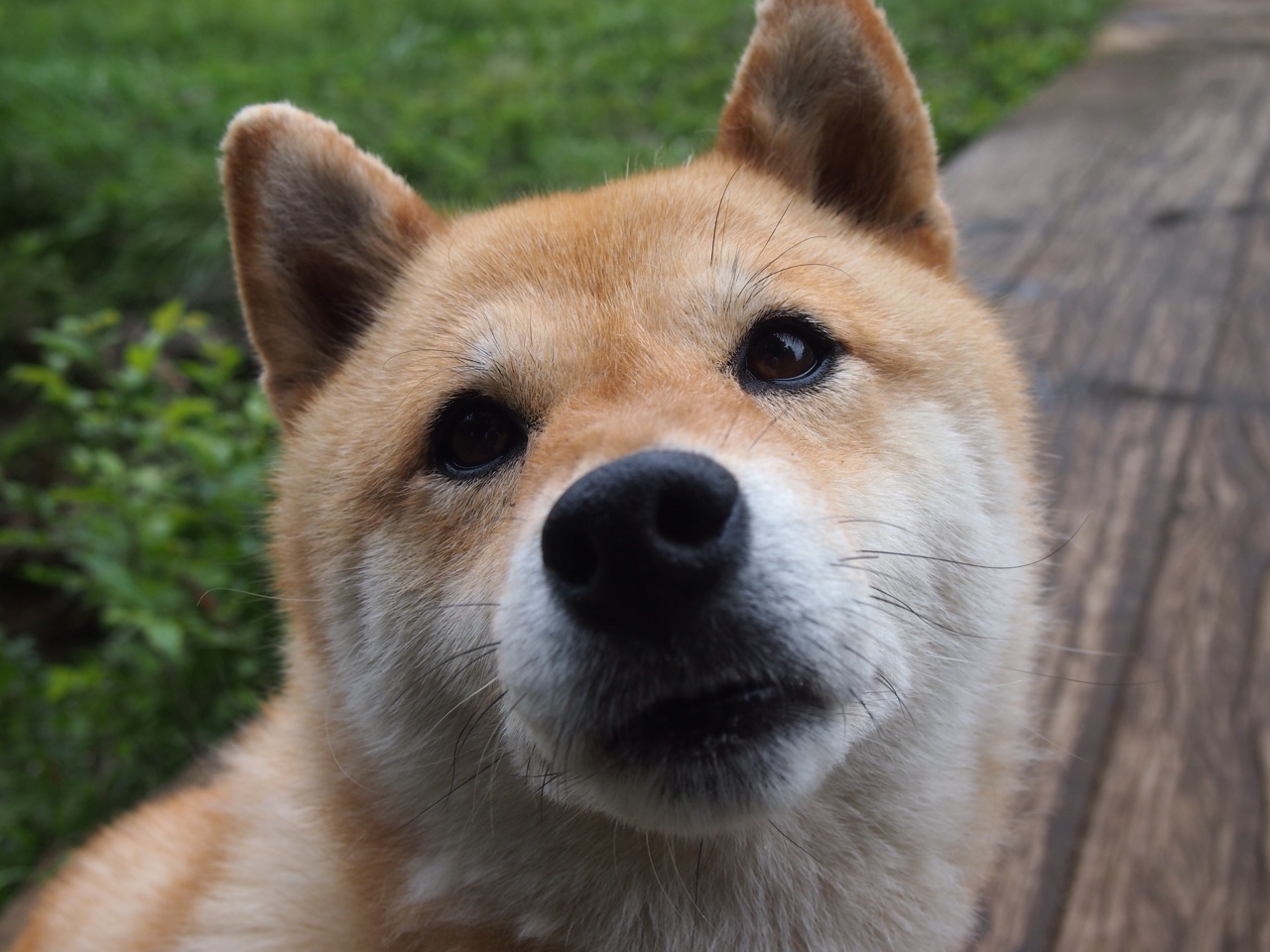 澳洲队突破极限刷新个人及赛会纪录,澳洲联赛球队