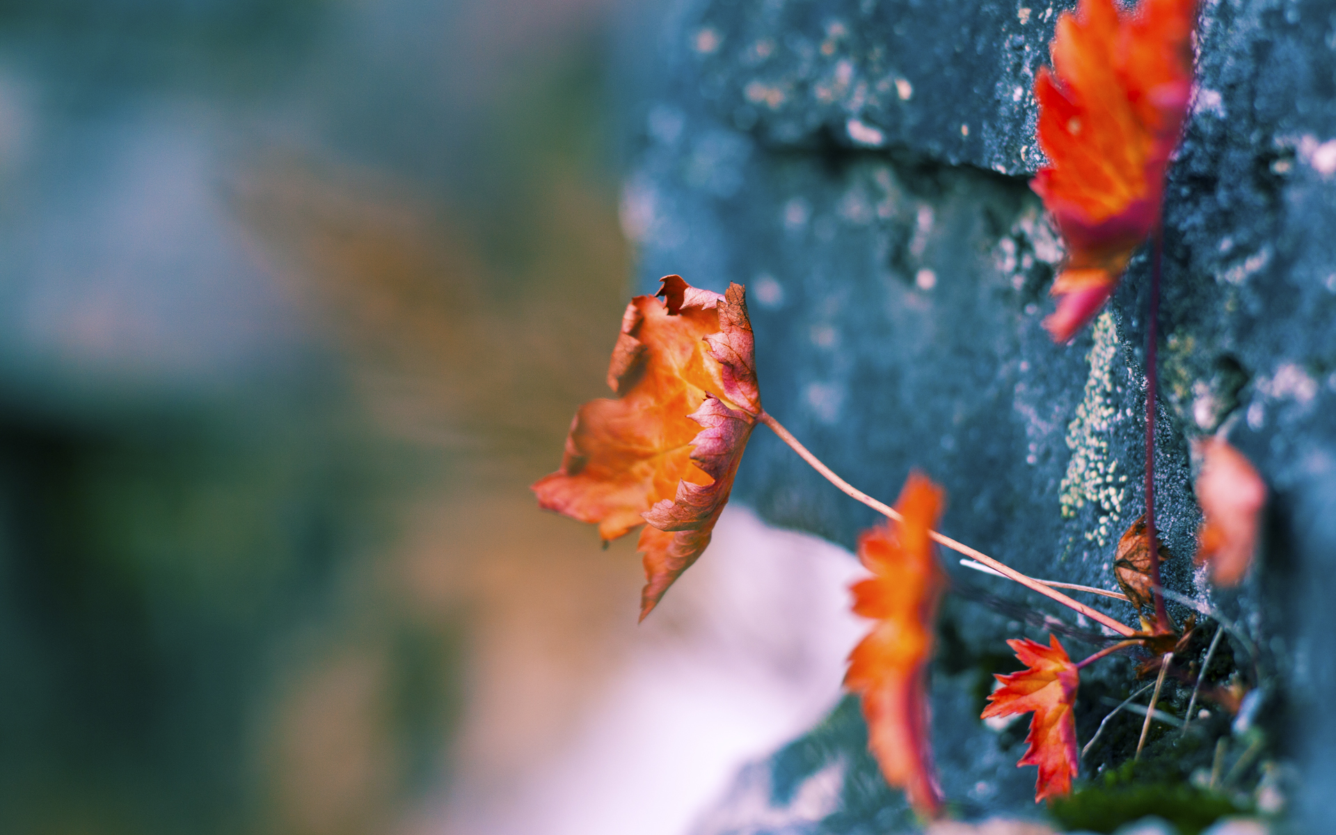 爱游戏体育平台-维尔·冯·威克：在比赛中的爆发力使南非队在关键时刻占得先机，维克多冯华尔兹