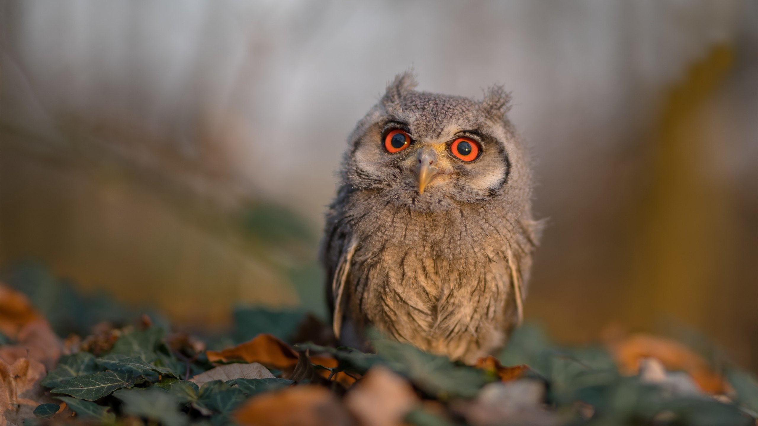 美洲杯球队的攻防盛宴:不可错过的精彩片段,美洲美洲杯